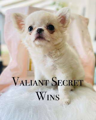 VALIANT SECRET WINS