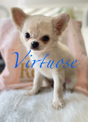 VIRTUOSE