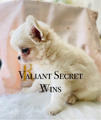 VALIANT SECRET WINS